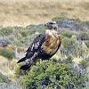 Black-chested Buzzard Eagle, Chacabuco Valley - Patagonia